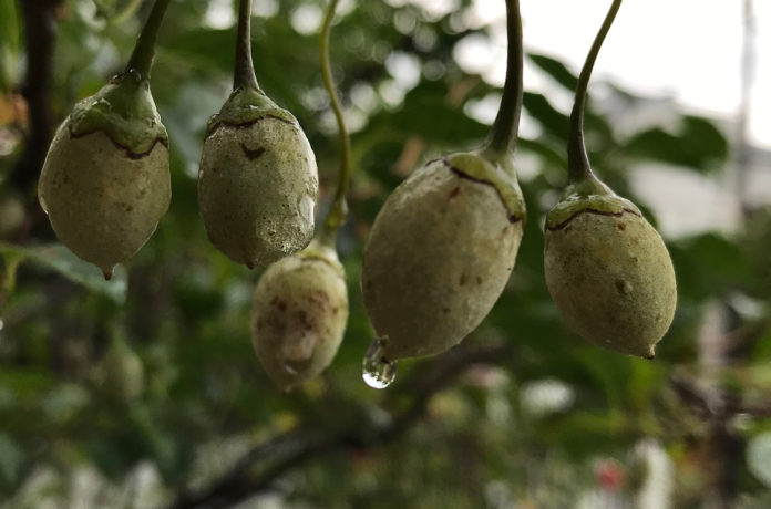 Contaminated Foods. So A Little Poison Is Ok?