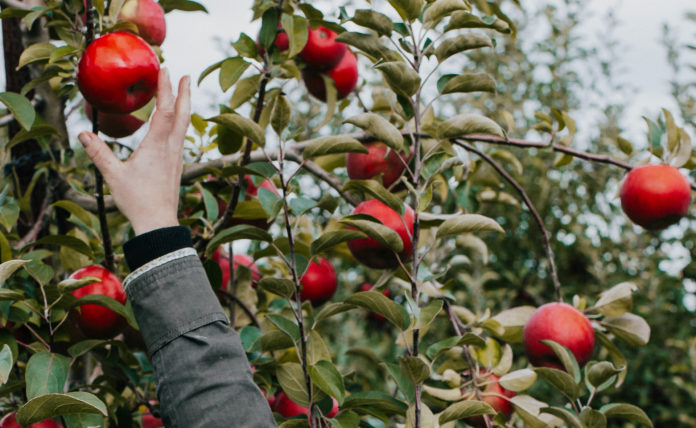 An Organic Apple A Day Keeps The Doctor Away… A Conventionatilly Grown Apple A Day Might Send The Undertaker Your Way