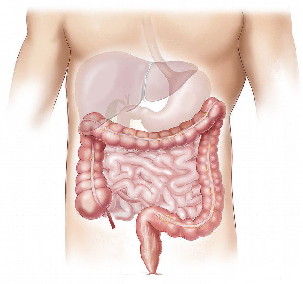 Choline And The Liver