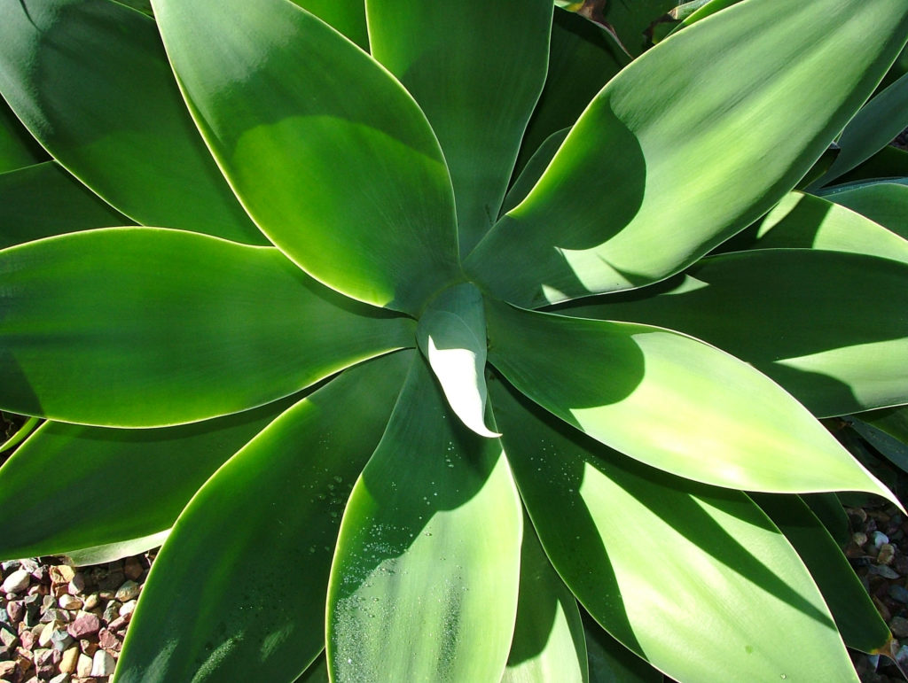 Agave nectar is marketed for its low glycemic index, but its high fructose content cancels out its potential upsides