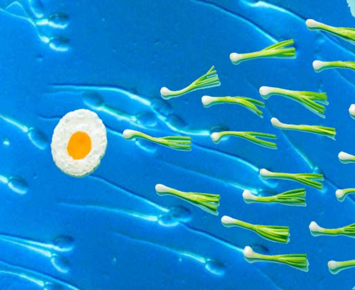 Your Diet Is Damaging Your Sperm