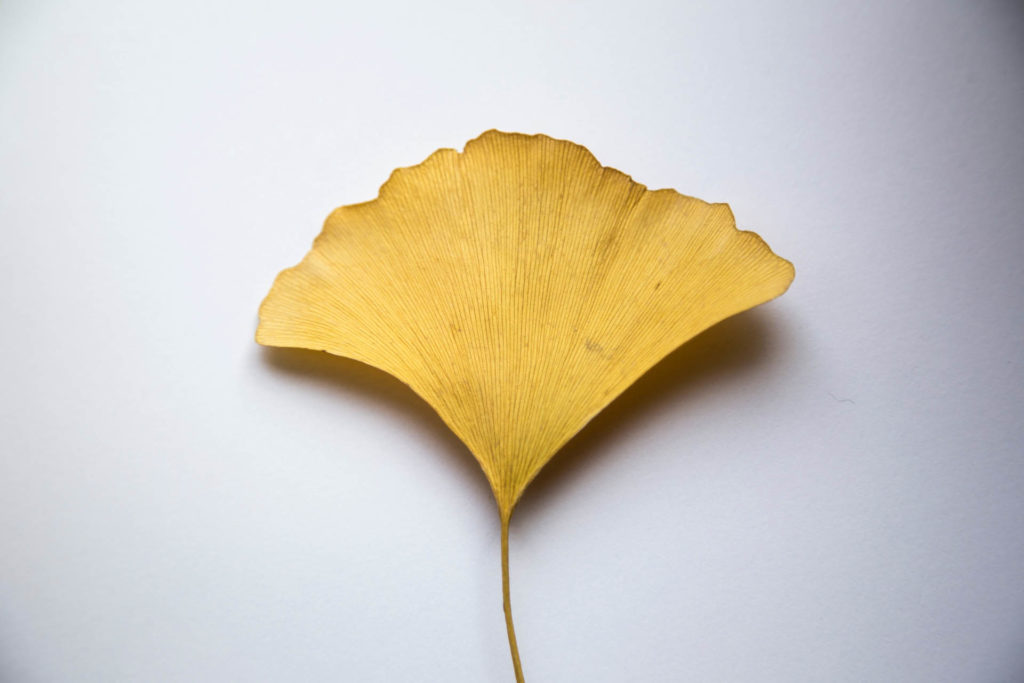 This popular ingredient comes from the leave of the Ginkgo tree, which has been used for centuries to treat various conditions.