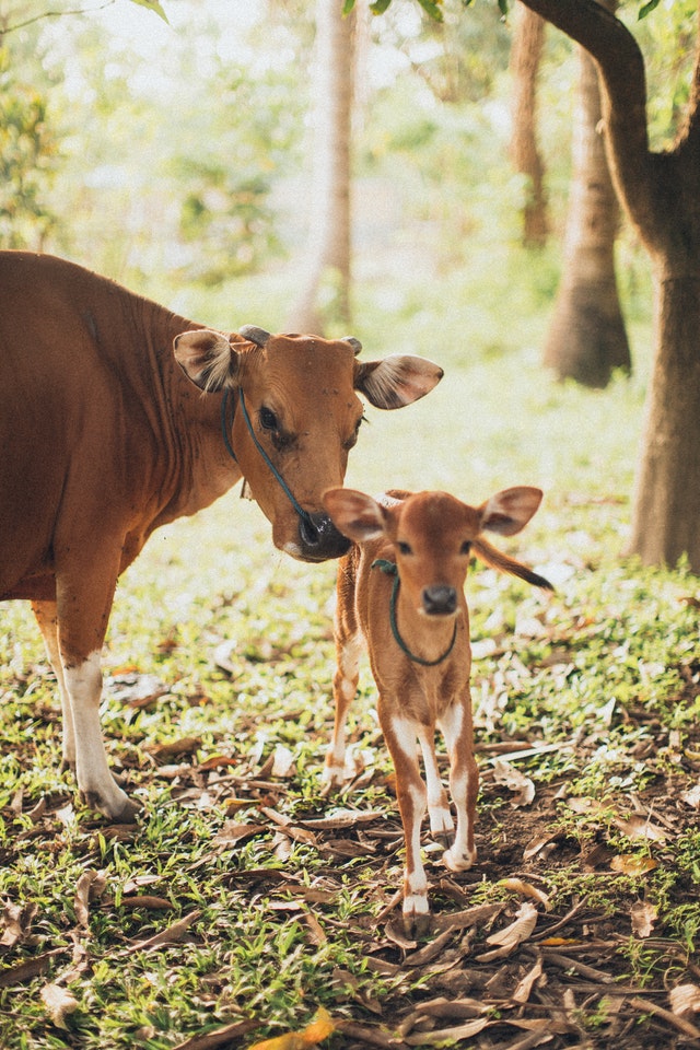 Bovine colostrum is similar to human colostrum — rich in vitamins, minerals, fats, carbohydrates