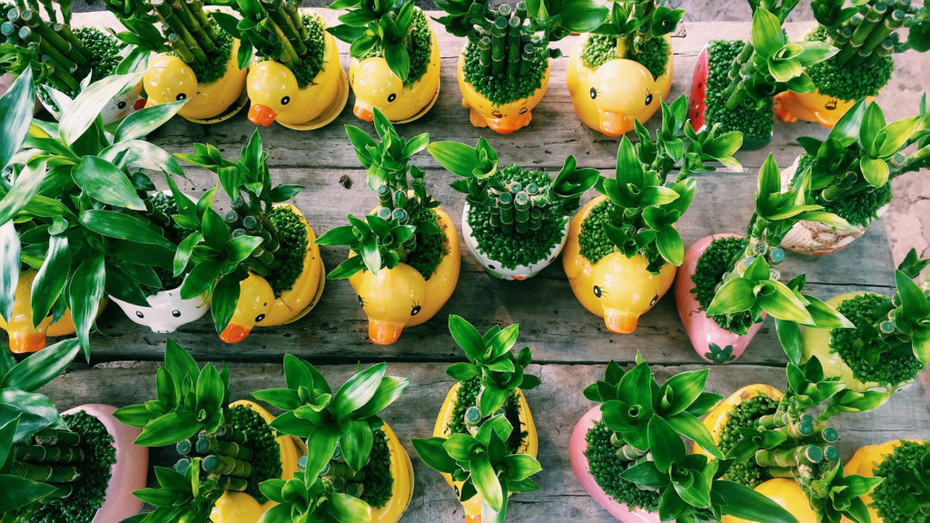 Some uses for Analgesic herbs are: headaches, toothaches, sore muscles lower back pain and neuralgia.