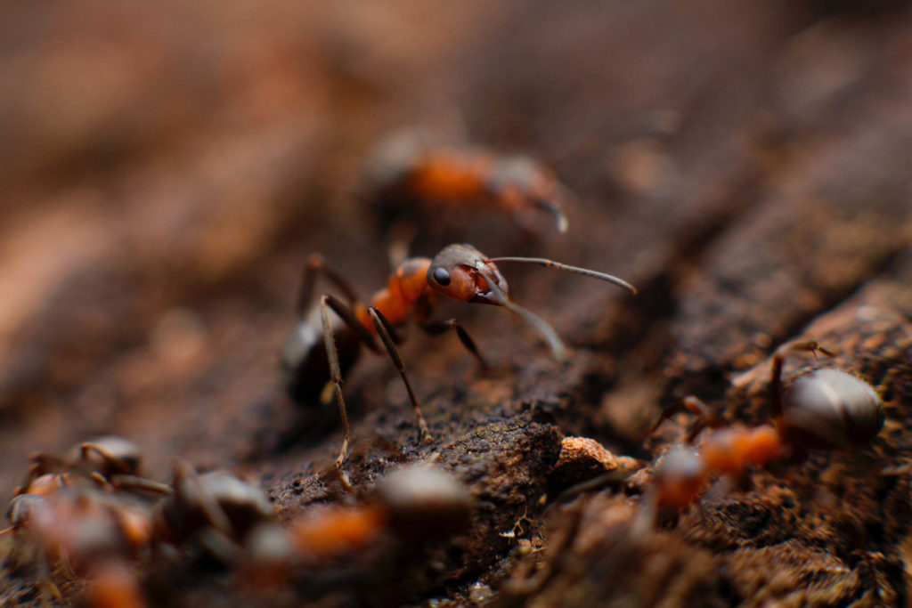 Insect Bites And parasites