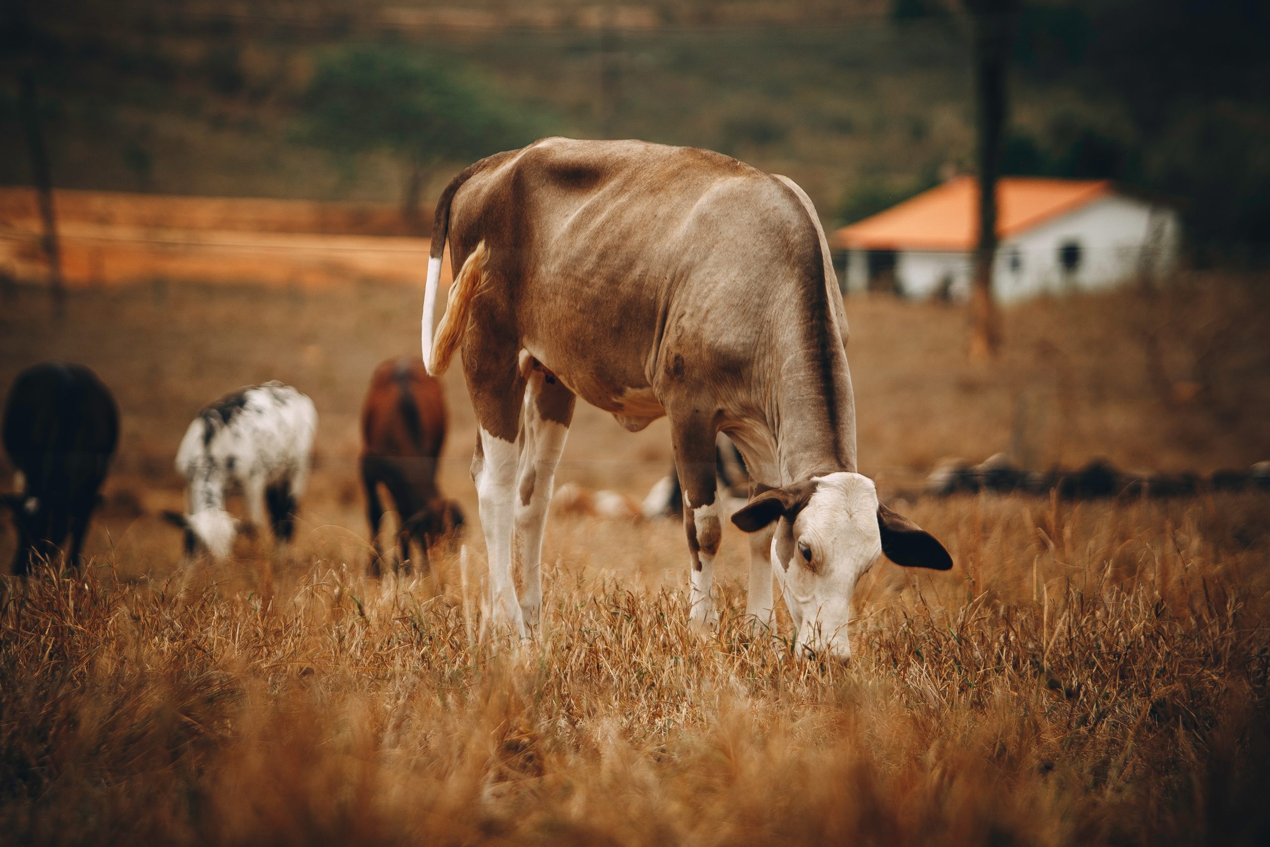 Pesticides, Antibiotics, And Heavy Metals Added to Industrial Animal Feed.