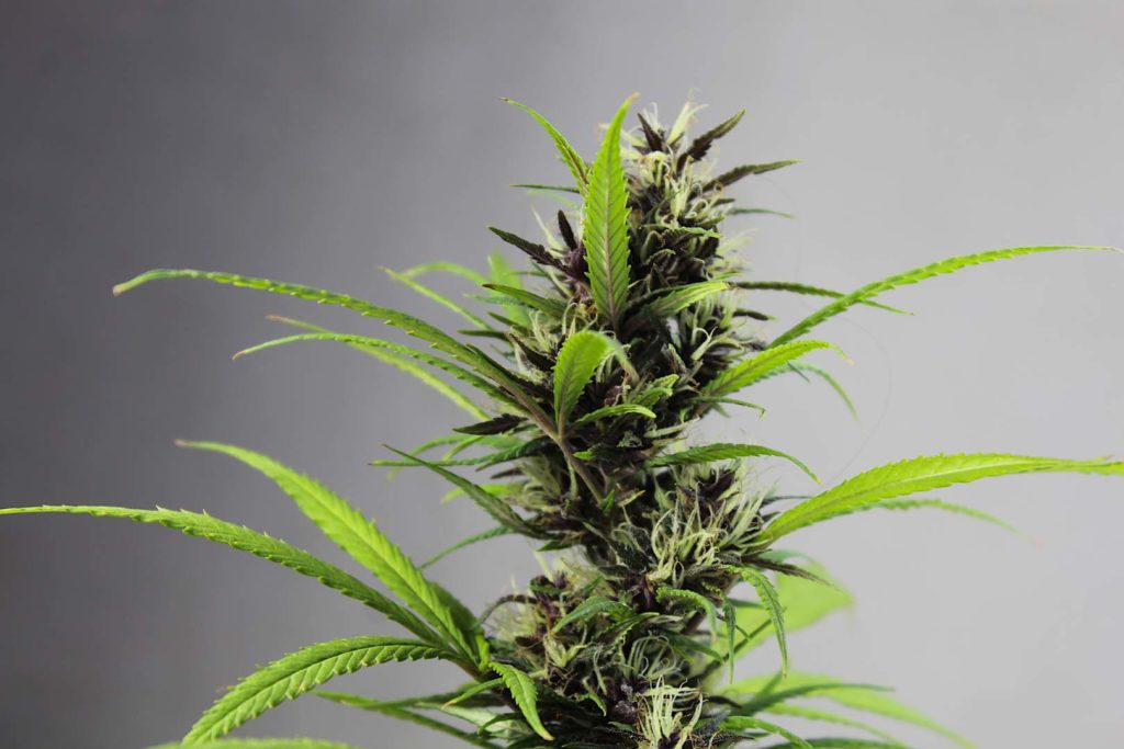 Hemp protein is slow digesting, making it ideal for supplementation between meals and before bedtime